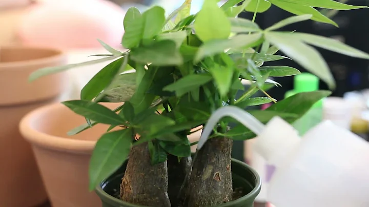 发财树怎么养？园艺师教你，这可能是关于发财树最全面的教程了 - 天天要闻
