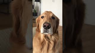Funny Dog Doesn't Want To Bark