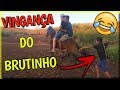 A VINGANÇA DO BRUTINHO #1