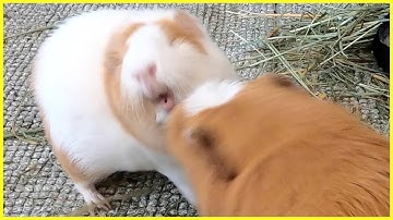 Best guinea pig noises of the wheek! (2021 Week 21)