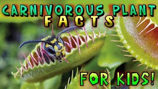Carnivorous Plant Facts for Kids!