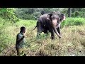 Gargantuan elephant gets visited by a team of medical officers in the wild