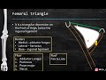 Femoral triangle anatomy  boundaries contents clinical anatomy  med madness