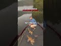 Fishermen Rescue Abandoned Kittens #shorts
