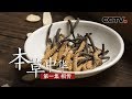 《本草中华》第一集 相传 | CCTV纪录