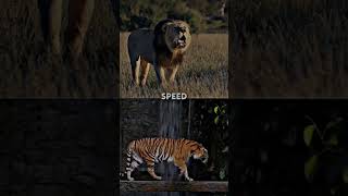 Lion vs tiger #shorts