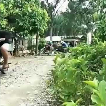 Story wa lucu - moto gp versi kearifan lokal
