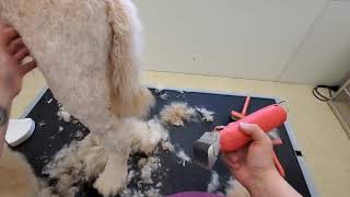 Sunny the Doodle, Take 2 by Grooming with Lauren 2,394 views 2 years ago 57 minutes