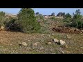 Abattage d'arbres par l'armée israélienne dans le sud de la Syrie • Les Observateurs - France 24 thumbnail