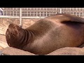 Good Luck and Best to You! sea lion アシカ