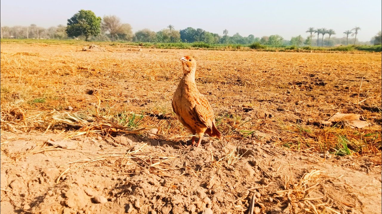 dakhni || teetar ki awaz || teear sound ||