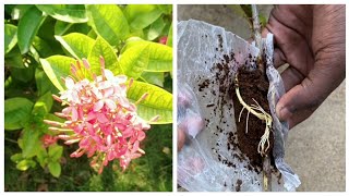 Grafting ixora plant | Ixora air layering | Propagation of Ixora plants