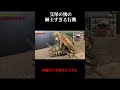 紳士すぎるリクガメの交尾を実況#shorts