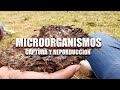 MICROORGANISMOS DE MONTAÑA - MICROORGANISMOS EFICIENTES- CAPTURA Y REPRODUCCIÓN