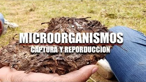 Como capturar microrganismos?