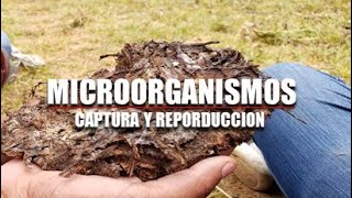 MICROORGANISMOS DE MONTAÑA  MICROORGANISMOS EFICIENTES CAPTURA Y REPRODUCCIÓN