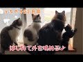 うちの子22日目。はち、はじめて外を眺める♪の巻【はちの成長記録#22】