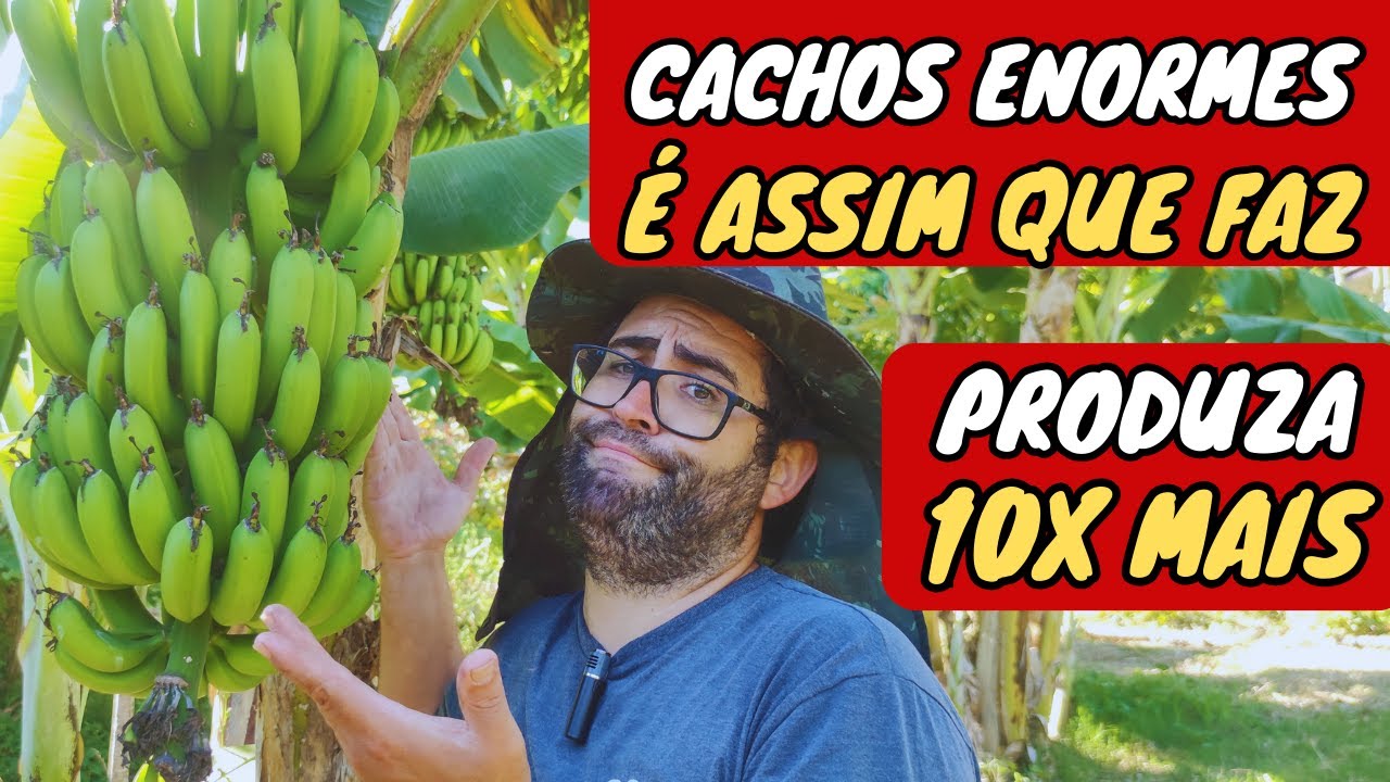 COMO CUIDAR DE BANANEIRAS | Produzindo muito