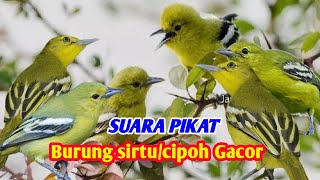 suara pikat Burung sirtu gacor /pancingan sirtu gacor di jamin ampuh ✅✅✅