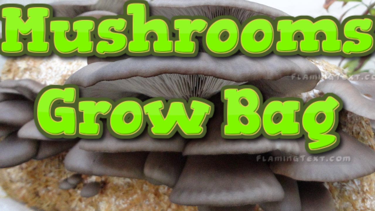 Premium Photo  Oyster mushrooms growing in bags of sawdust