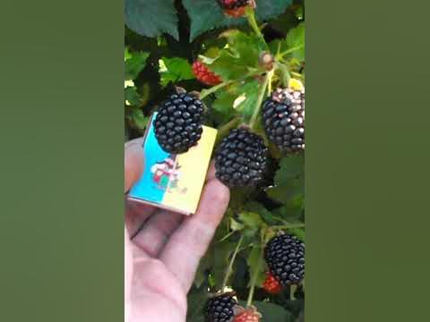 Блэк Джэм ремонтантная ежевика#shorts - YouTube