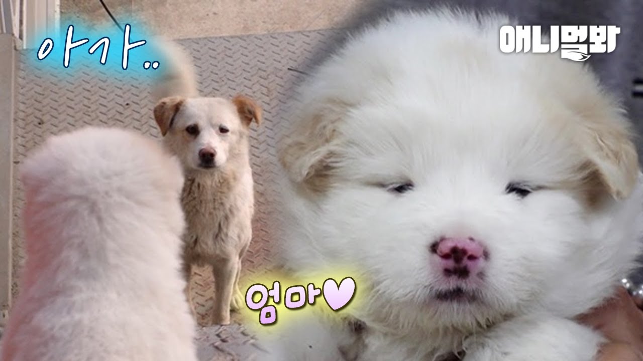 제 새끼를 눈 앞에 두고 다가가지 못하는 어미개 이야기ㅣMother Dog Who Can’t Approach Her