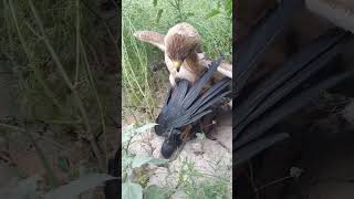 booted eaghal super hunted caught a big bird #shorsvideo #shorsvideo #shorsvideo