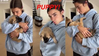 Charli damelio new puppy is cute! | FULL VIDEO