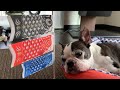Sleepless Boston Terrier Episode 77