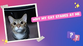 Why does my cat stare at me