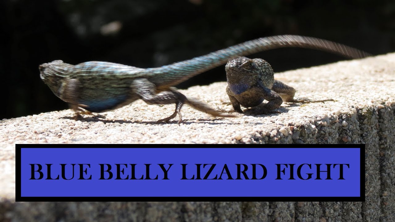 The Best Way to Catch a Blue-Belly Lizard (or Western Fence Lizard