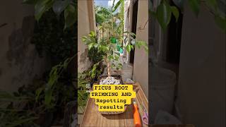 Ficus Plant Root trimming & Repotting result after 30 days #ficusbonsai #homegardening #viralshorts