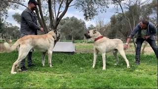 Kangal Çi̇ftli̇ği̇.çoban Köpeği̇.kangal Yavrulari. Part 15