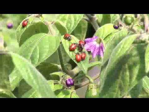 Controlling Aphids with Beneficial Bugs