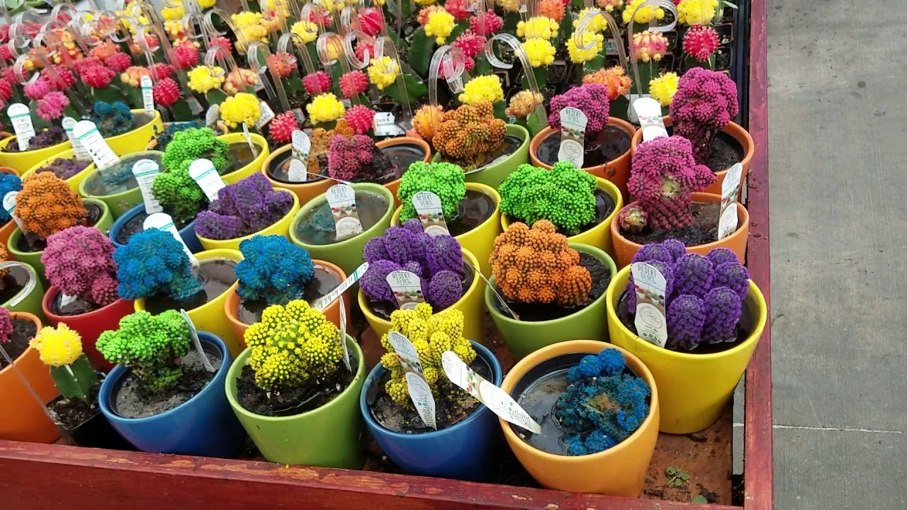 Home Depot Bisayne Miami Fl