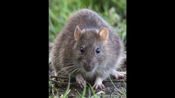 Tiếng chuột kêu - Mouse