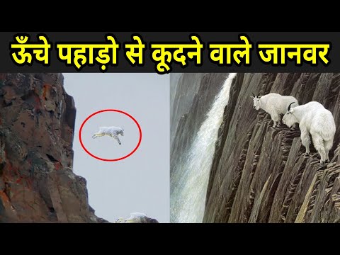 आखिर ये जानवर ऊँचे पहाड़ो से क्यों कूद रहे है ? | Animal Jumping From High Mountain! Factmantra