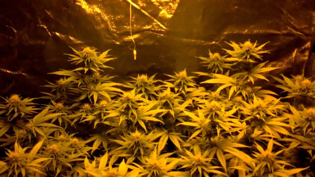 Girl Scout Cookies GSC Grow Day 22 Of Flowering YouTube