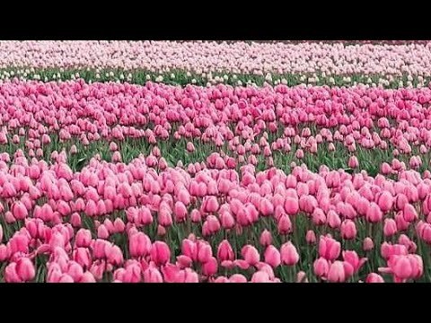|JUZ 1|PARA 1|الم|Beautiful Recitation by Sheikh Maher Al-Muaiqly |