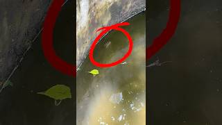 ഇതരകക പരതകഷചചലല