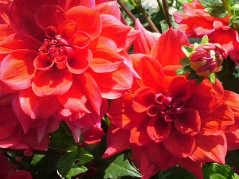 Людмила Артеменко Жоржини