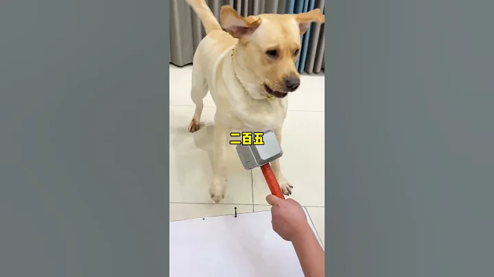 狗子:想要我狗命直说 - 天天要闻
