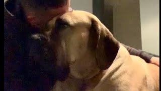 Big Boerboel Loves Her Dad #boerboel #doglover #trending