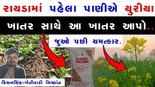 એકરમ ૫૦ મણ થ વધર રયડ લવ કય કમ કરવ જઈએ? Rayda Ni Kheti
