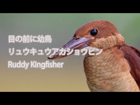 【目の前に幼鳥】リュウキュウアカショウビン Ruddy Kingfisher