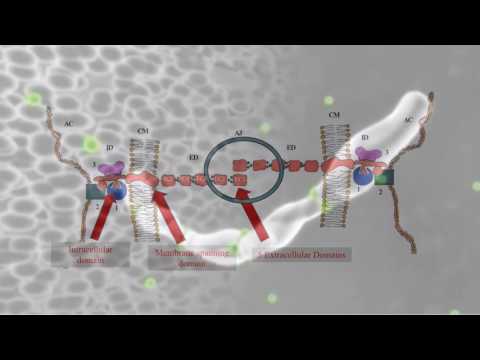 Video: Curcumin Hemmt Die Migration Von Brustkrebsstammzellen Durch Verstärkung Der Negativen Rückkopplungsschleife Von E-Cadherin / β-Catenin