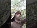 نخيل وتمور الزهدي نخيل وتمور الزهدي