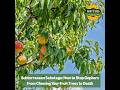 🐀 Subterranean Sabotage: How to Stop Gophers From Chewing Your Fruit Trees to Death from Below