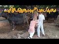 Buffalo Routine aur Hens ka Update | Gaon ka Real Life!