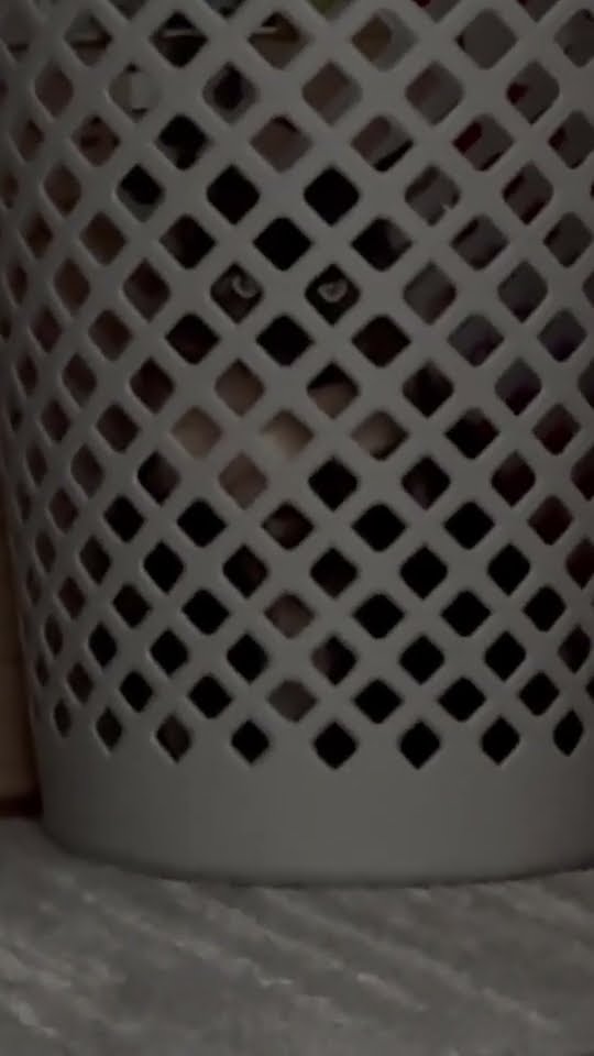 Cat Peers Through Laundry Basket || ViralHog